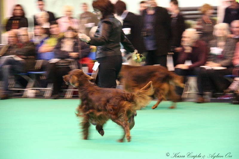 Crufts2011 859.jpg